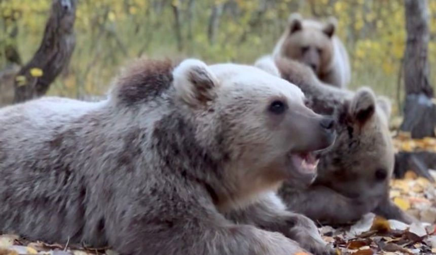 "Kırsalın boşalması yaban hayvanlarını şehirlere yaklaştırıyor"