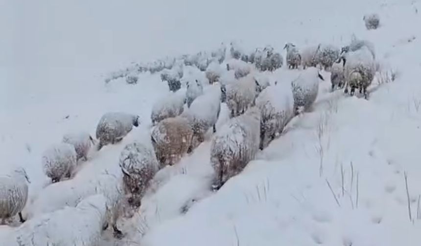 Yüksekova’da koyun sürüsünü zorlu yolculuğu