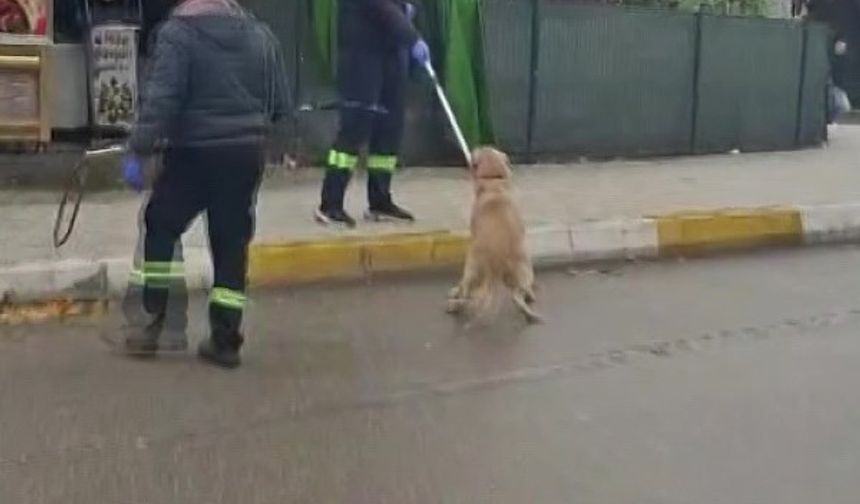 Adana’da başıboş köpekler toplatılmaya başlandı
