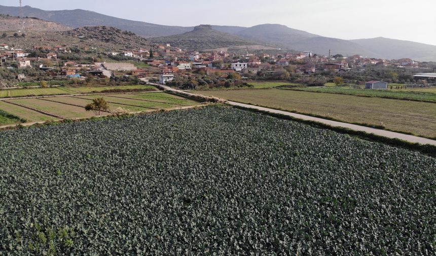 Menemen Ovası’nda brokoli hasadı başladı