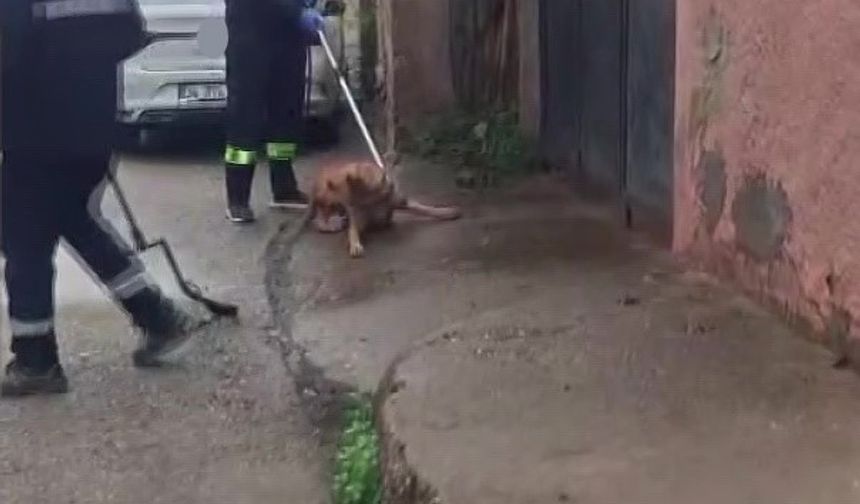 Adana'da sokak köpekleri toplatılıyor