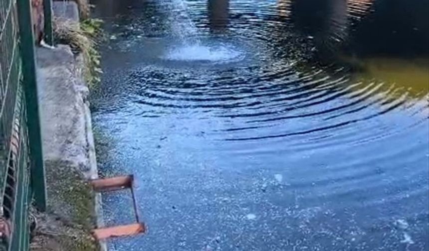 Seyhan Nehri’nde kuraklık balıkları telef etti