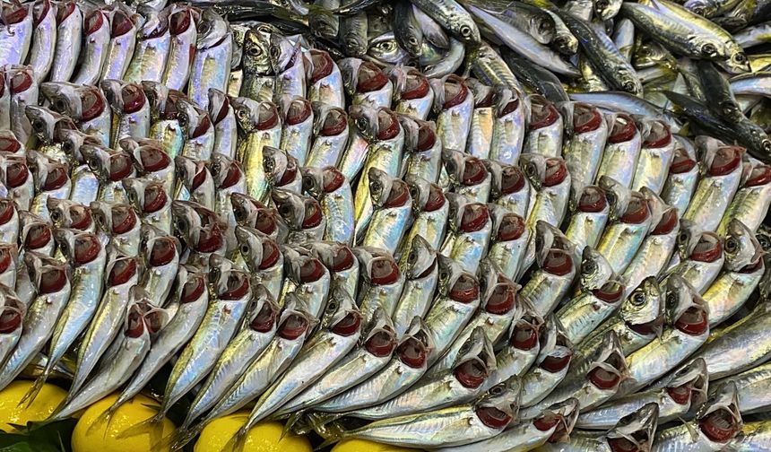 Bolu'da vatandaşlar hamsi bulamayınca istavrite yöneldi