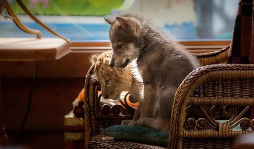 Kurt ve Aslan filminin konusu ne, oyuncuları kim?