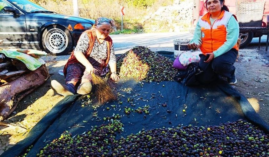Menteşe’de zeytin üreticilerine eğitim ve denetim desteği