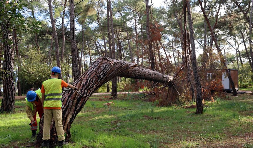 Akyaka Gökova Orman Parkı’nda riskli ağaçlar işaretleniyor