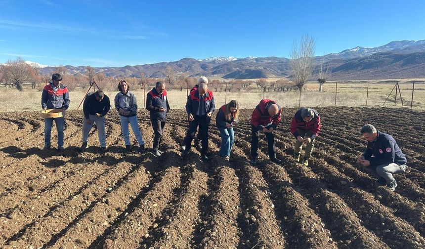 “Tunceli Sarımsağı Yaygınlaşıyor” projesi sahada