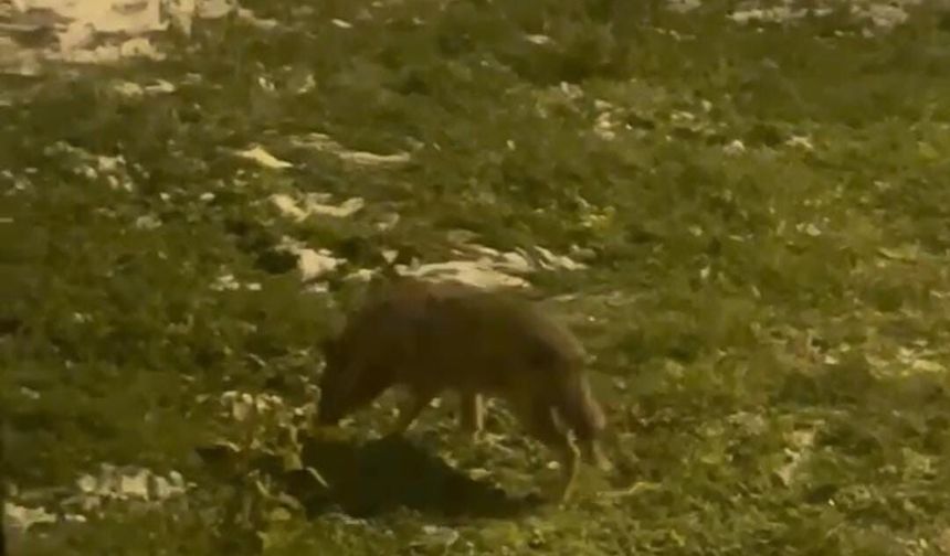 Ankara’da kurt sürüsü yerleşim alanında görüldü