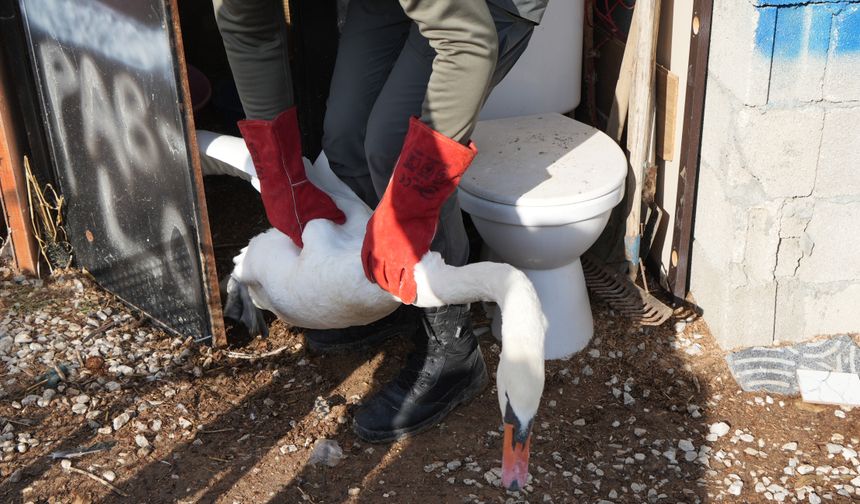Ankara'da bir evin bahçesine kuğu düştü