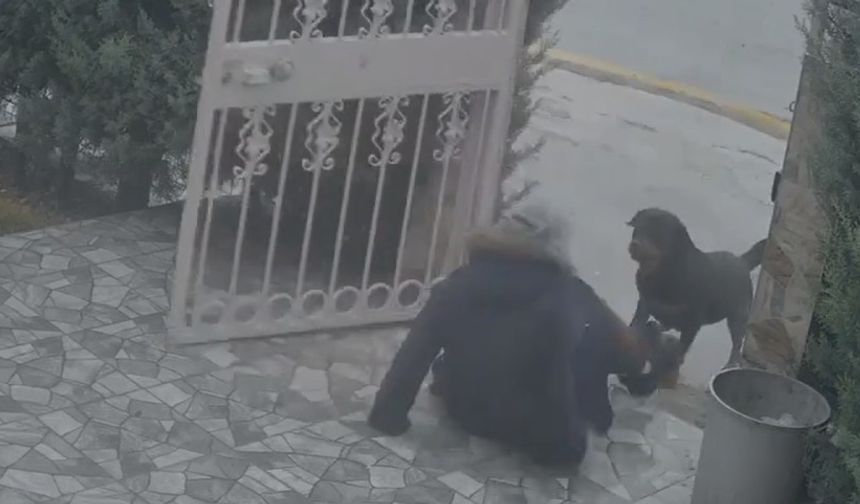 Ankara’da sokak köpekleri dehşet saçtı