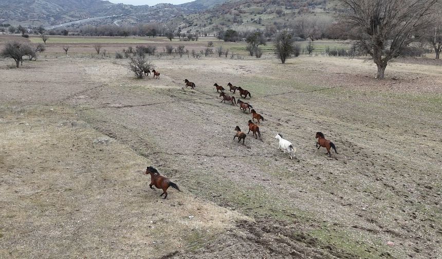 Ankara’da yılkı atları görüntülendi
