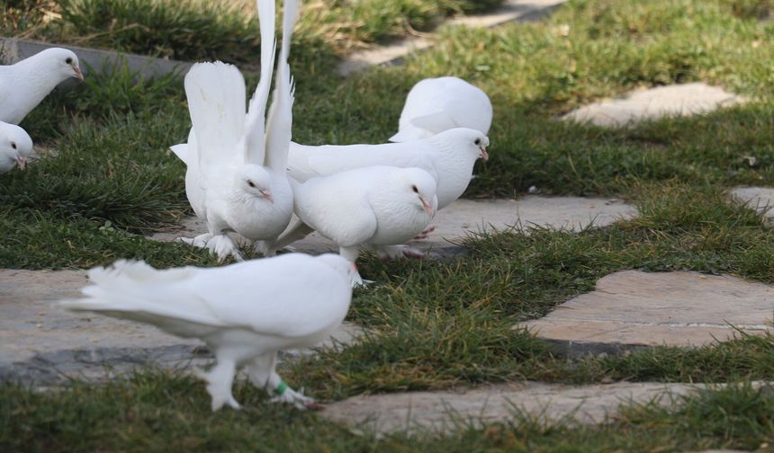 Pursaklar’da Endemik Vadi, Ankara’nın simge hayvanlarını koruyor