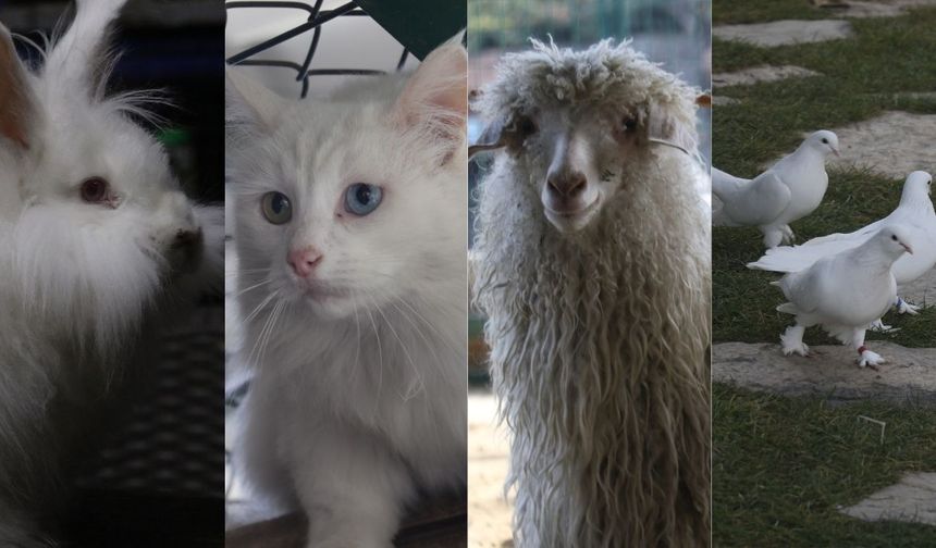 Ankara'nın 4 beyazı Endemik Vadi'de