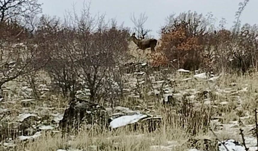 Güdül’de yaban geyikleri sürü halinde görüntülendi