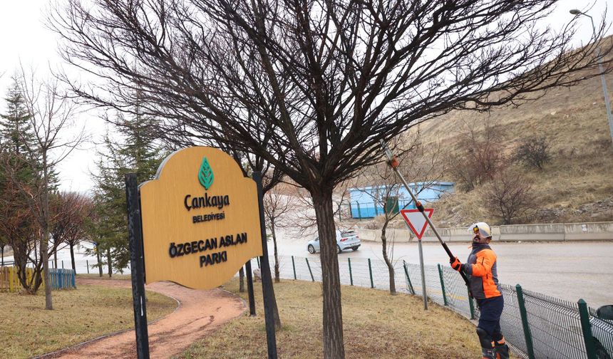 Çankaya’da park ve sokaklarda budama çalışmaları