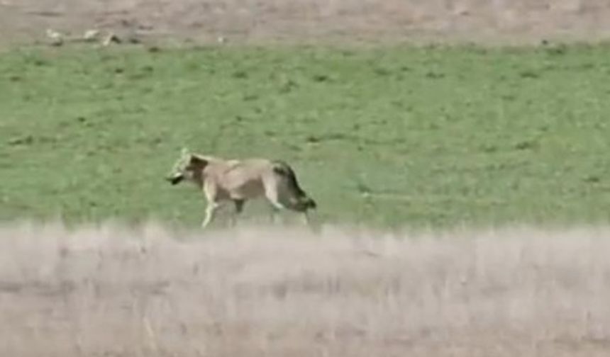 Beypazarı’nda aç kalan kurtlar tarlaya indi