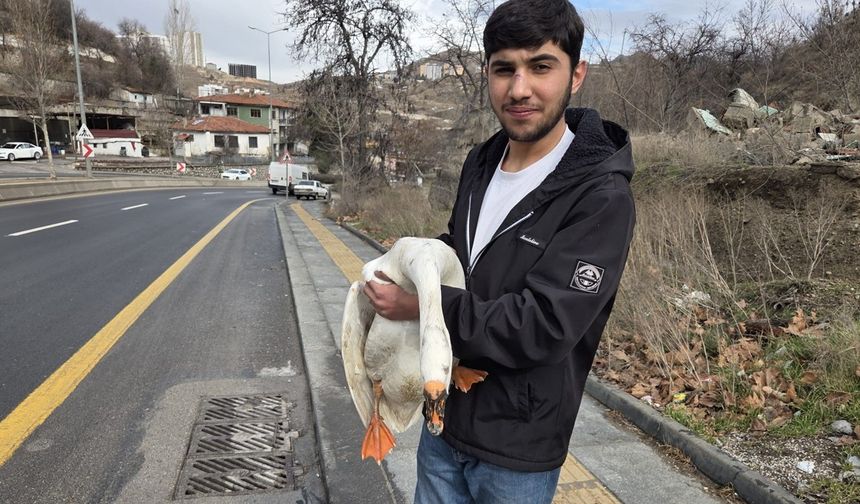 Elmadağ’da kaçan kaz karayolunda trafiği aksattı
