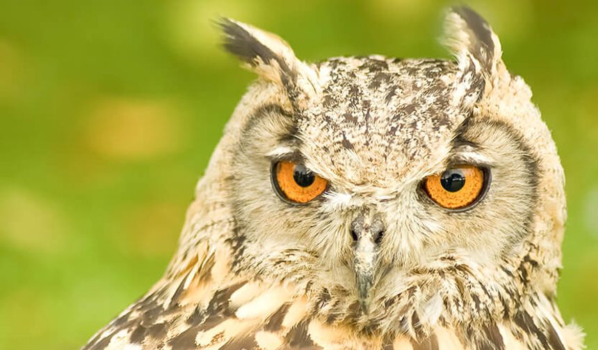 Kahve falında baykuş görmek ne anlama gelir?