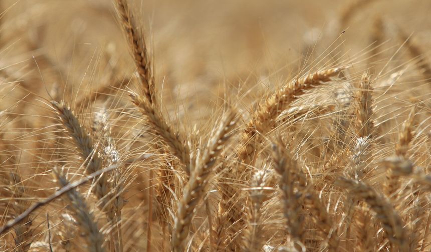 TMO: Buğday ve arpa için yeni fiyatlar belirlendi