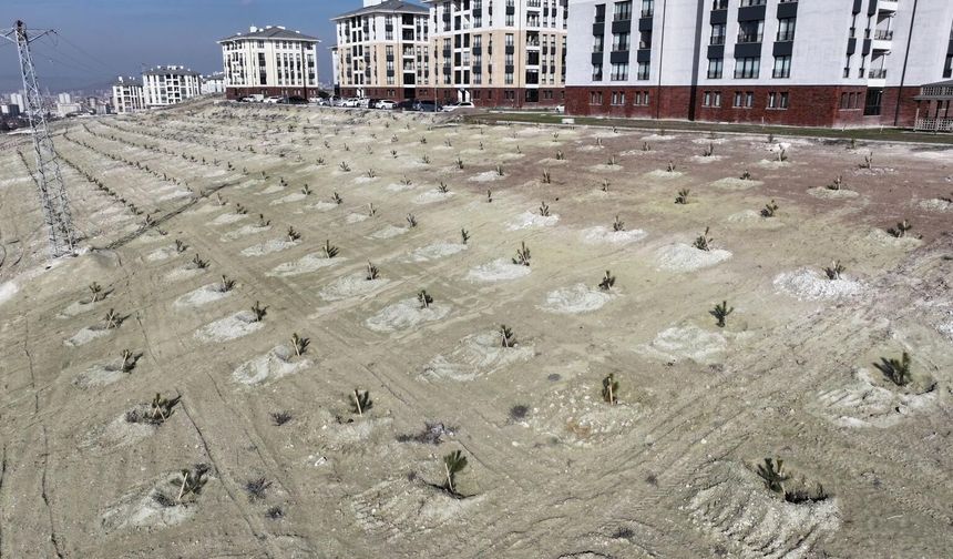 Saraycık Mahallesi’nde yeşil seferberlik başladı