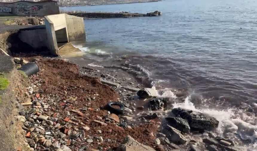 Tekirdağ'da sahil şeridi kızıl yosunlarla dikkat çekti