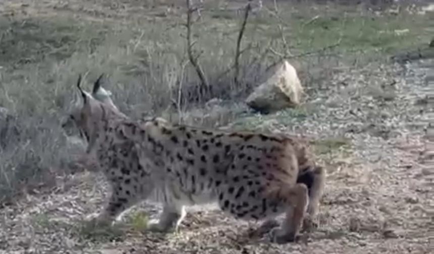 Ankara’nın Nallıhan ilçesinde vaşak görüntülendi