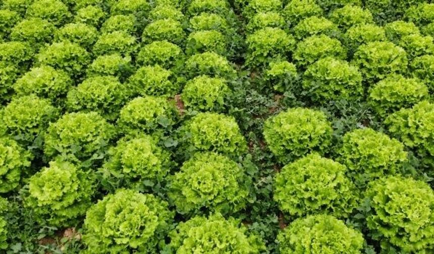 Şubat’ta zam şampiyonu marul oldu