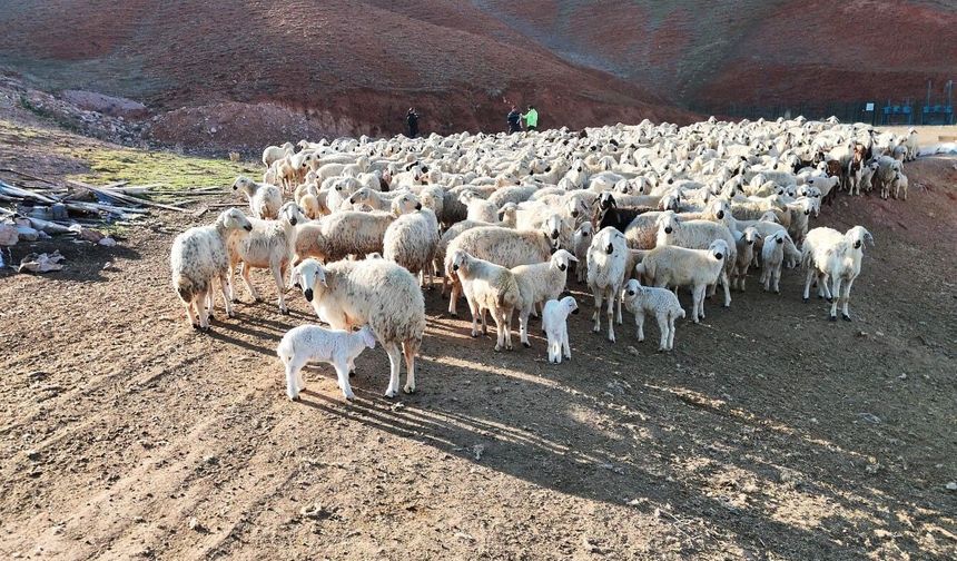 Ankara Bala'da süt kuzularının anneleriyle buluşma anı kamerada