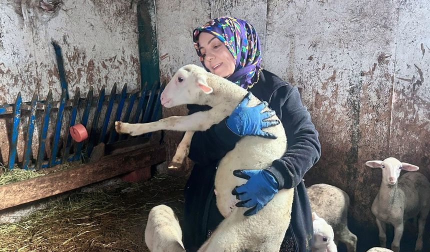 Ankara’da kadın girişimci koyun sütü üretiyor