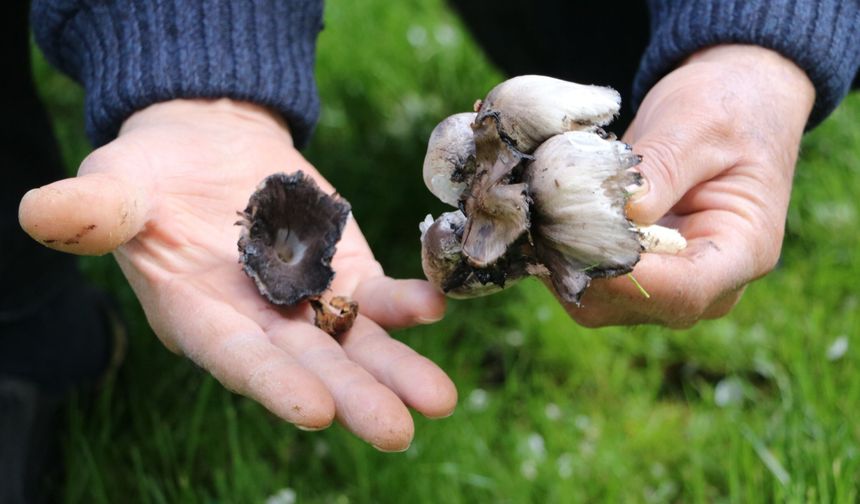 Uzmanlardan kritik uyarı: Doğal mantar tüketmeyin