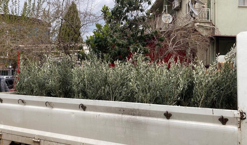 4 bin sertifikalı Trilye zeytin fidanı üreticiyle buluştu