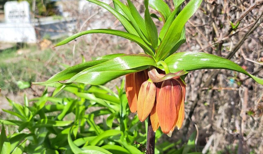 Eskişehir’de ters laleler açtı: ‘Turşail’ çiçekleri mahalleyi renklendirdi