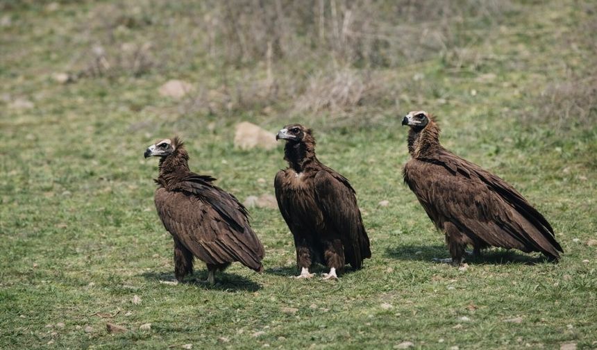 Kızılcahamam’da kara akbaba sürüsü görüntülendi