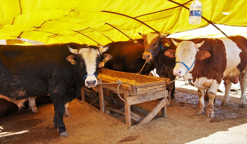 Keçiören’de kurban satış alanı başvuruları başlıyor