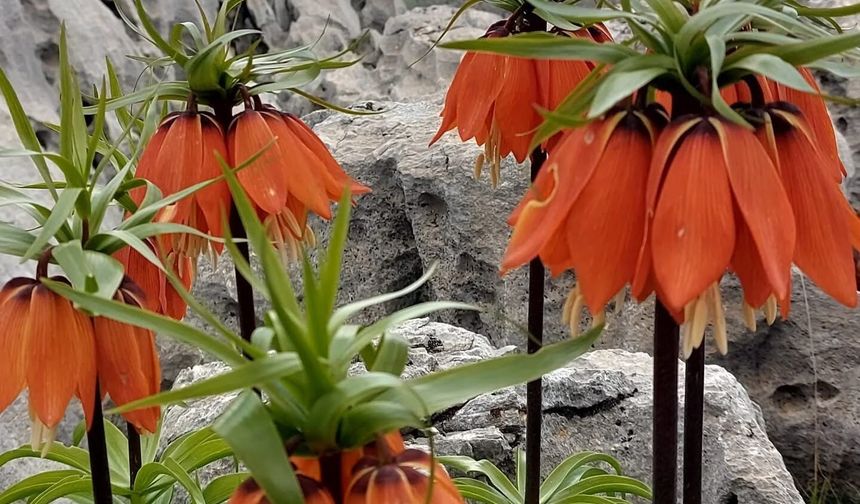 Diyarbakır Çermik’te ters laleler açtı