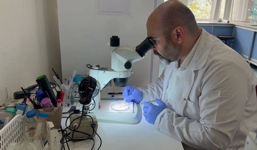 Prof. Dr. Adem Keskin: Bazı kene türleri soğuğa dayanıklı