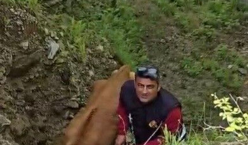 Osmaniye’de uçuruma düşen düve itfaiye tarafından kurtarıldı