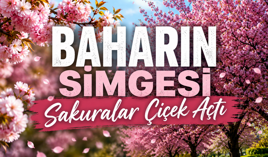 Baharın simgesi sakuralar çiçek açtı