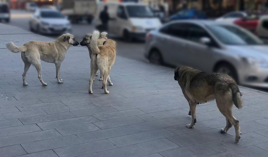Yılbaşına kadar tüm sahipsiz köpekler barınaklarda olacak