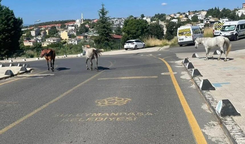 Süleymanpaşa’da başıboş atlar endişe yarattı