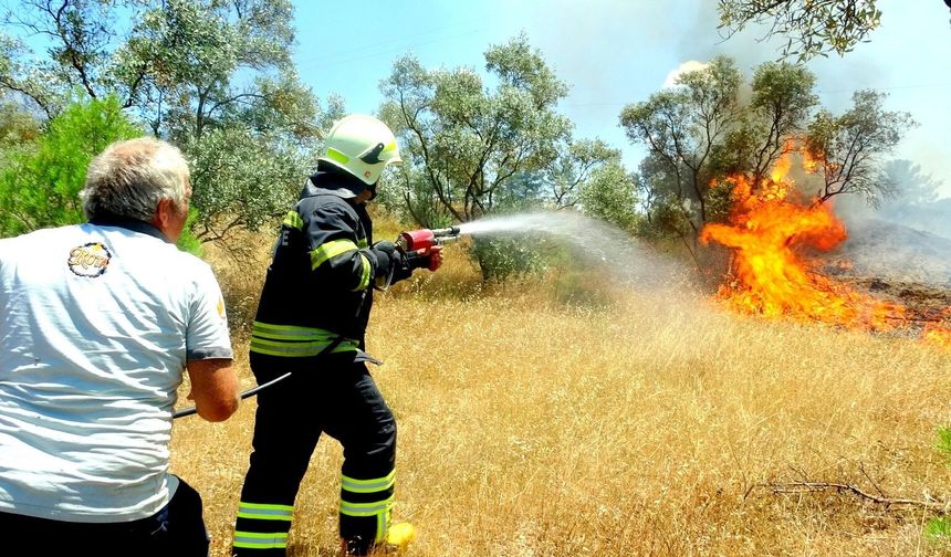 Muğla Menteşe'de zeytinlik alan yandı