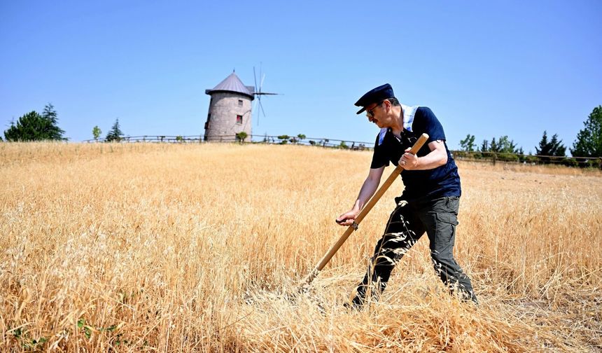 Altınköy Hasat Şenliği 10'uncu kez düzenleniyor