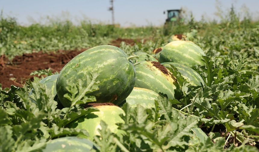 Aromasıyla ünlenen Diyarbakır karpuzunda hasat sürüyor