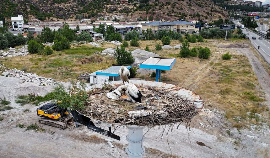 Kızılcahamam'da leylek yavruları göçe hazırlanıyor