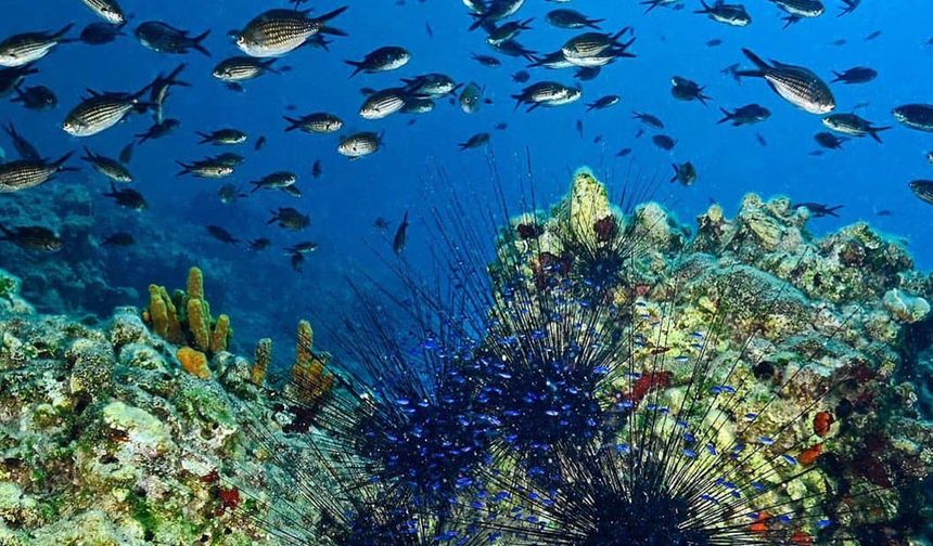 Türkiye’de bir ilk: Fethiye-Kaş ve Kuzey Ege deniz milli parkı ilan edildi