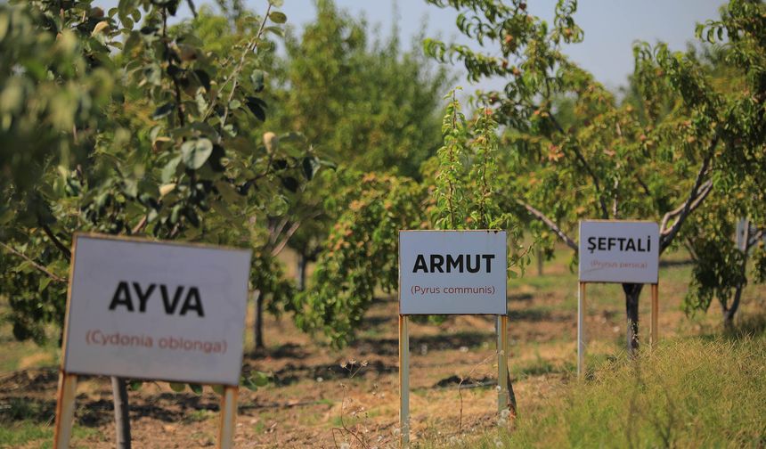 Keçiören kendi ürettiği ürünleri sofralara taşıyor