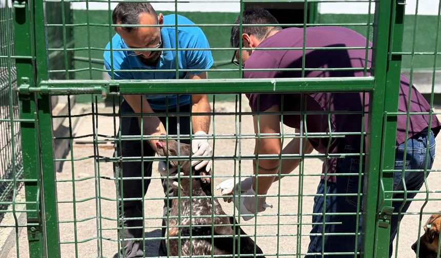 Sincan’da sahipsiz hayvanlara kapsamlı bakım