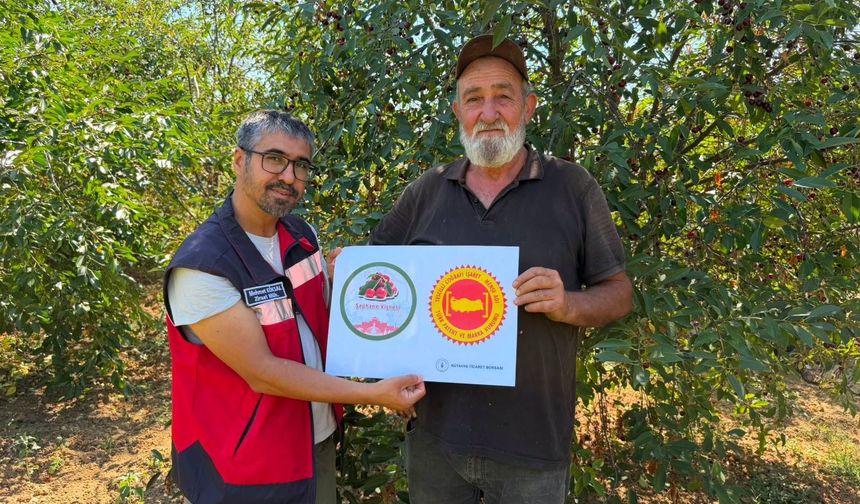 Şaphane vişnesi tescil yolunda ilerliyor