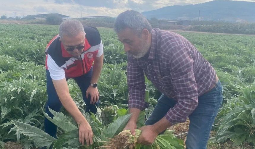 Aydın'ın coğrafi işaretli enginarında ilk hasat bekleniyor