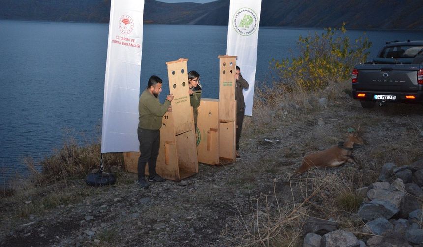 Antalya’dan getirilen yaban keçileri Nemrut’a bırakıldı